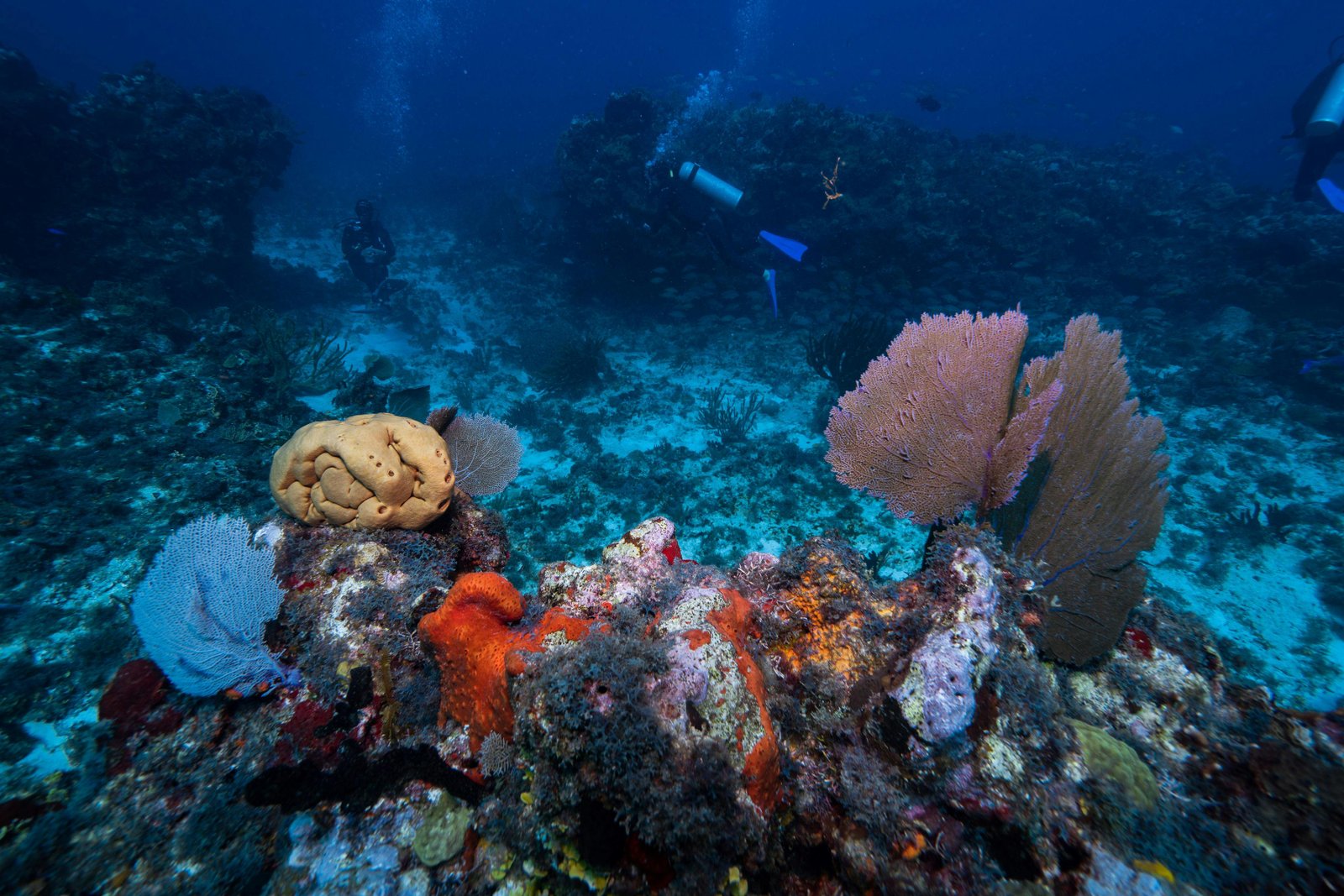 The Journey to the Bottom of the Sea: Exploring the Deepest Depths of Our Planet